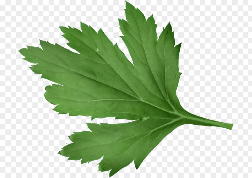 Cilantro Herbs Leaf Herb Tree PNG