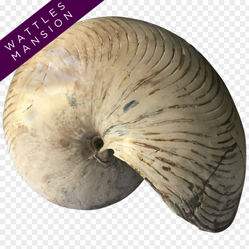 Nautilidae Fossil Madagascar Designer Furniture PNG