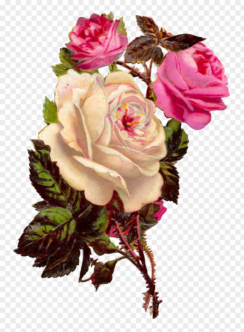 Flower Garden Roses Cabbage Rose Floribunda Cut Flowers Clip Art PNG