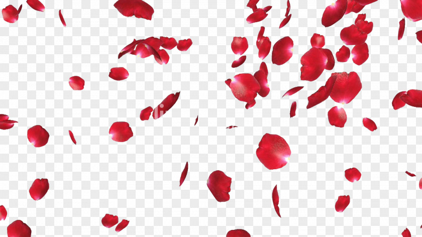 Rose Petals File Petal Clip Art PNG