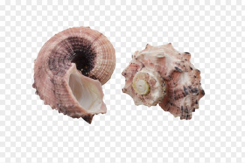 Seashell Cockle Conchology Sea Snail PNG