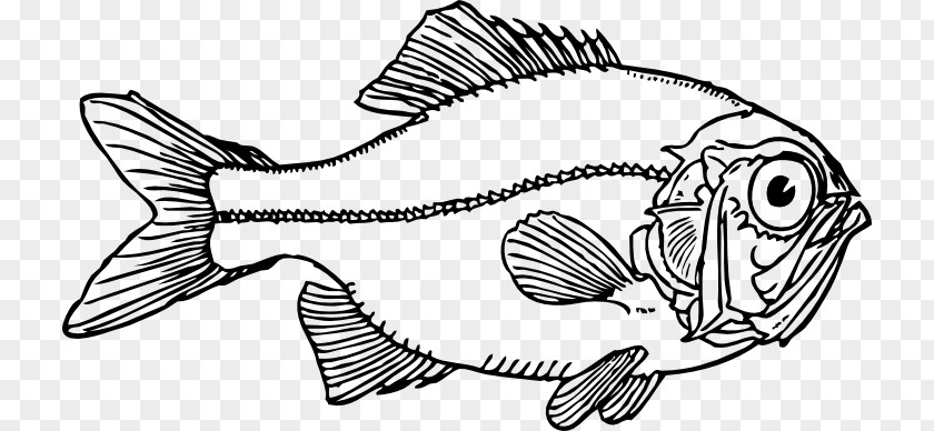 Bing Fish Line Art Clip PNG