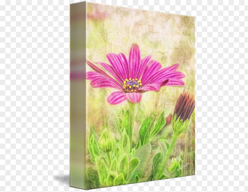 Canvas Wall Meadow Daisy Family Wildflower Common PNG