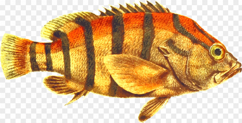 Fish SeaPerch Clip Art PNG