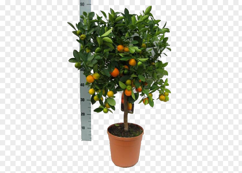 Flower Rangpur Calamondin Yandex Houseplant PNG