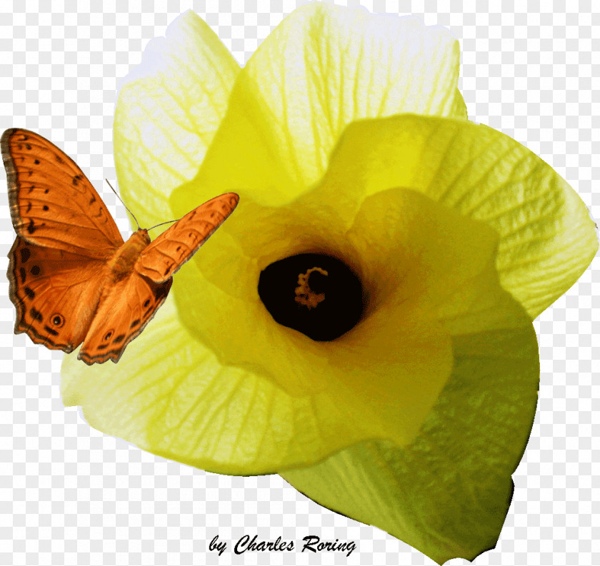 Hibiscus Butterfly Free-diving Snorkeling Insect Pollinator PNG