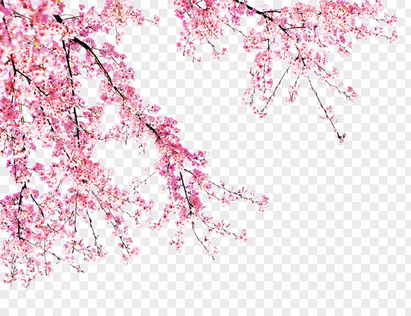 Peach Blossom In Full Bloom Cherry Pink PNG
