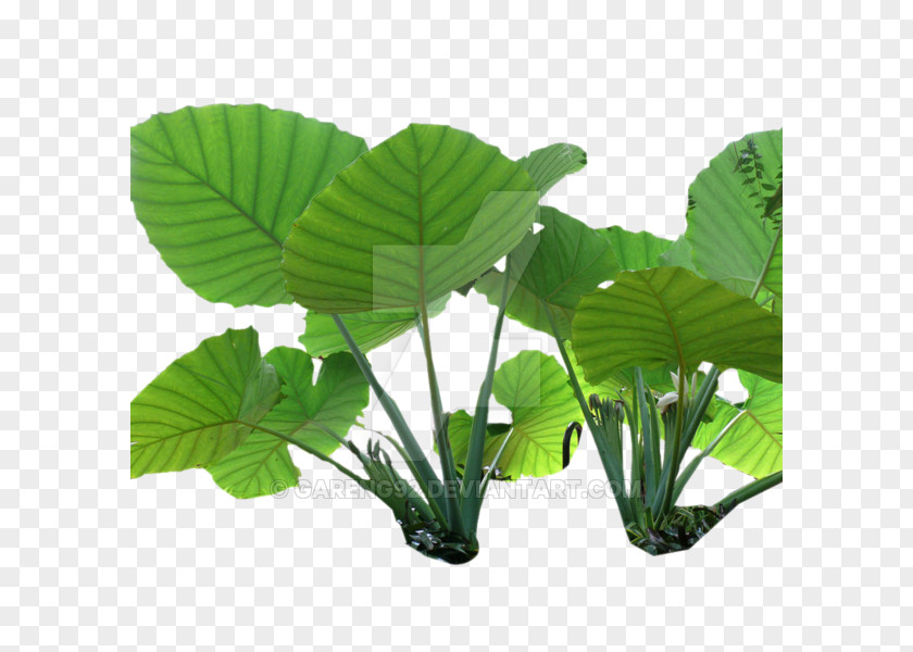 Plant Nelumbo Nucifera Colocasia Gigantea Stem Leaf PNG