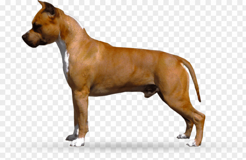 Puppy American Staffordshire Terrier Pit Bull Dog Breed PNG