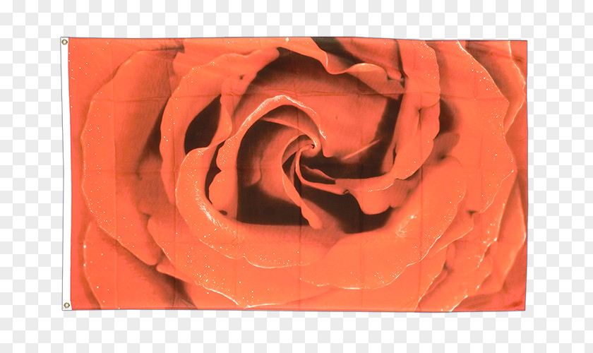 Rose Garden Roses Flag Close-up Petal PNG