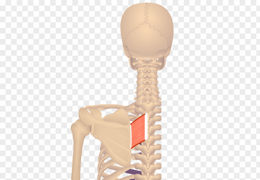 Skeletal Muscle Levator Scapulae Ani Origin And Insertion Rhomboid Major PNG