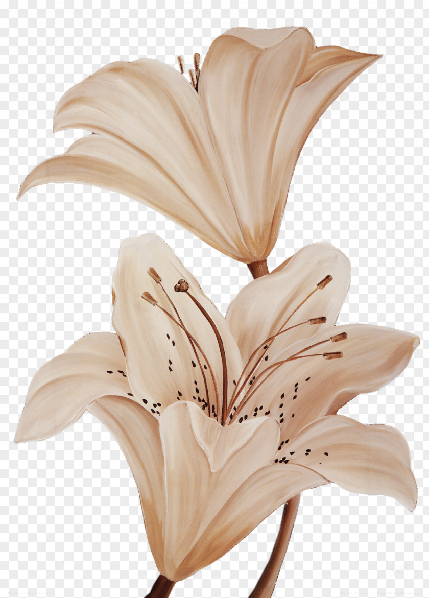 Light-colored Lily Flower Light Petal Color Lilium PNG