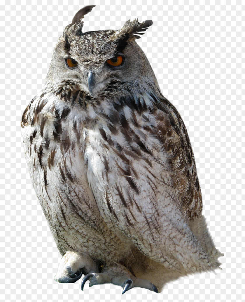Owl Great Horned Clip Art PNG