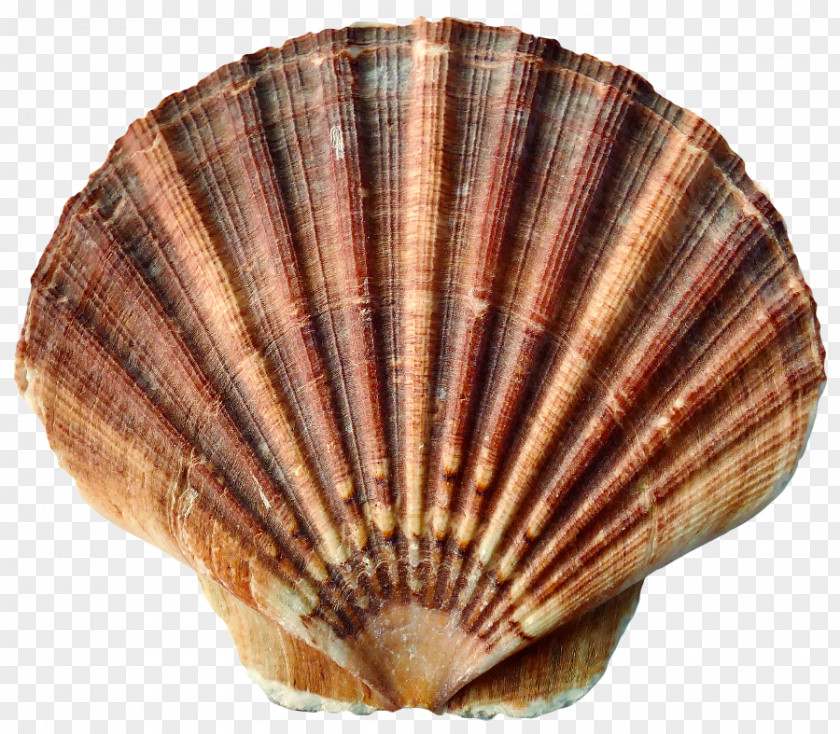 Photo Seashell Mussel Mollusc Shell Gastropod Molluscs PNG