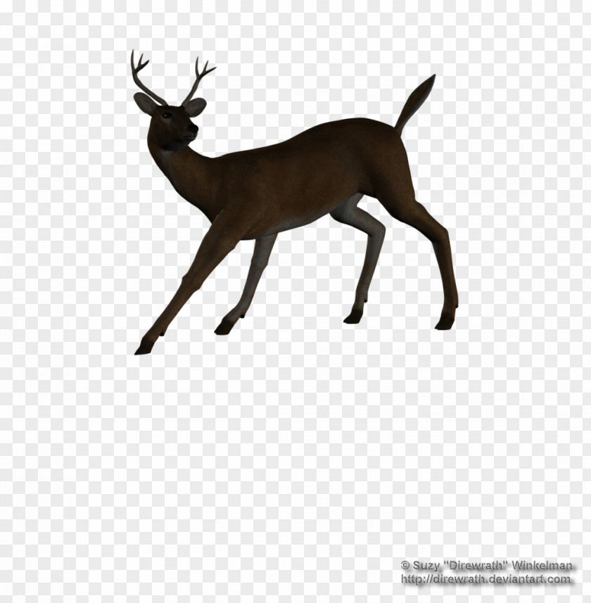 Reindeer White-tailed Deer Elk Antelope PNG