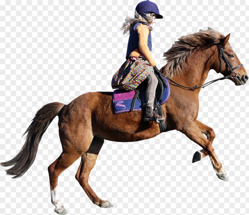 Rider Equestrian Riding Horse Bystrzyca Clip Art PNG