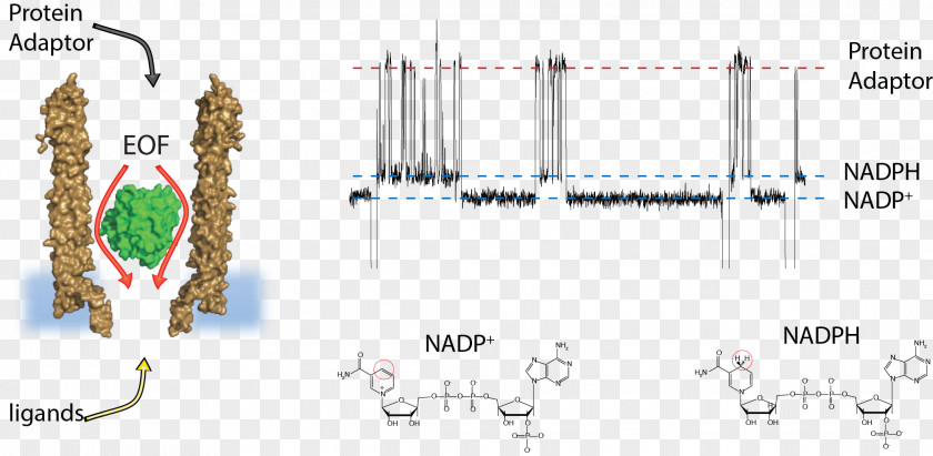 Technology Oxford Nanopore Technologies Nucleic Acid PNG