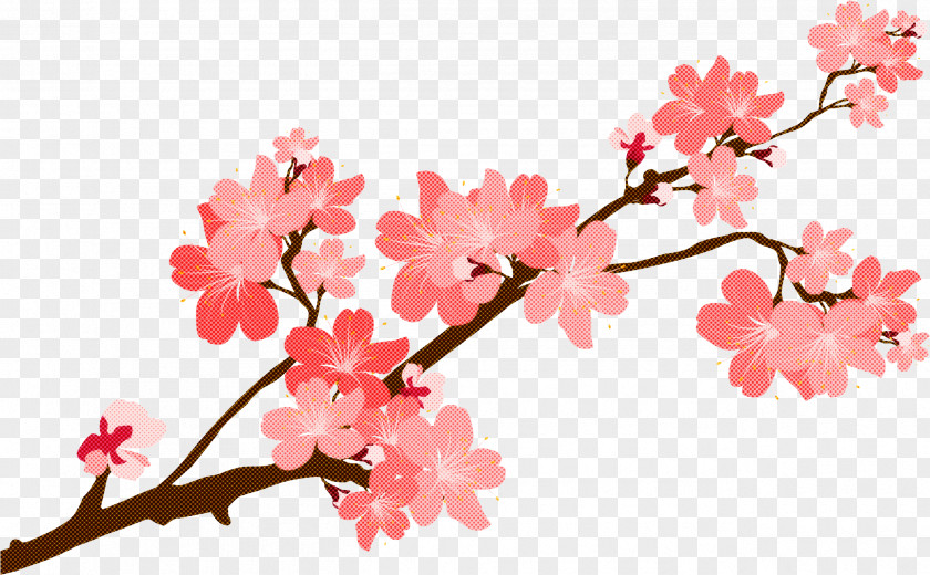 Twig Tree Cherry Blossom PNG