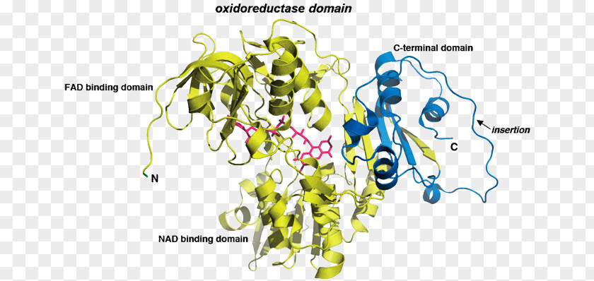 Apoptosis-inducing Factor AIFM1 Flavin Adenine Dinucleotide Protein PNG