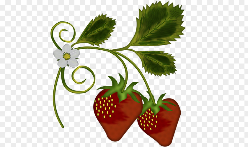 Blog Strawberry Food Shortcake Fruit Amorodo PNG