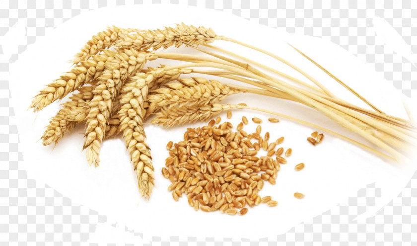 Flour Organic Food Cereal Whole Grain Durum Wheat PNG