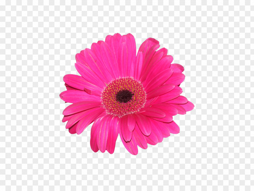 Gerbera Transvaal Daisy Family Cut Flowers Clip Art PNG