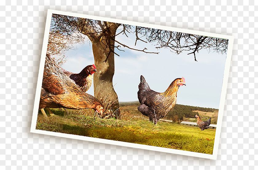 Ã§iftlik Rooster Fauna Wildlife Beak Chicken As Food PNG