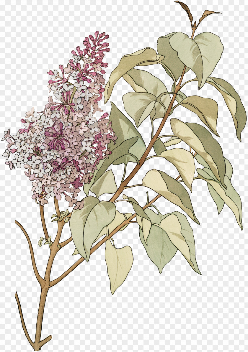 Lilac Flowers Botanical Illustration Printmaking Book Garden PNG