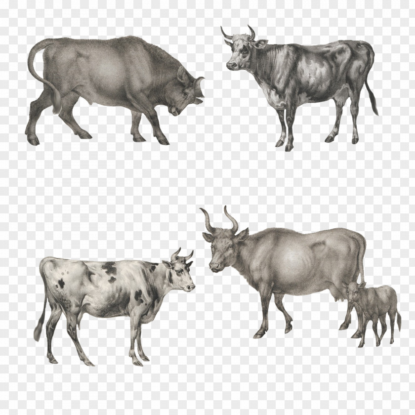 Oxen Pattern Zebu Ox Image Wildebeest PNG