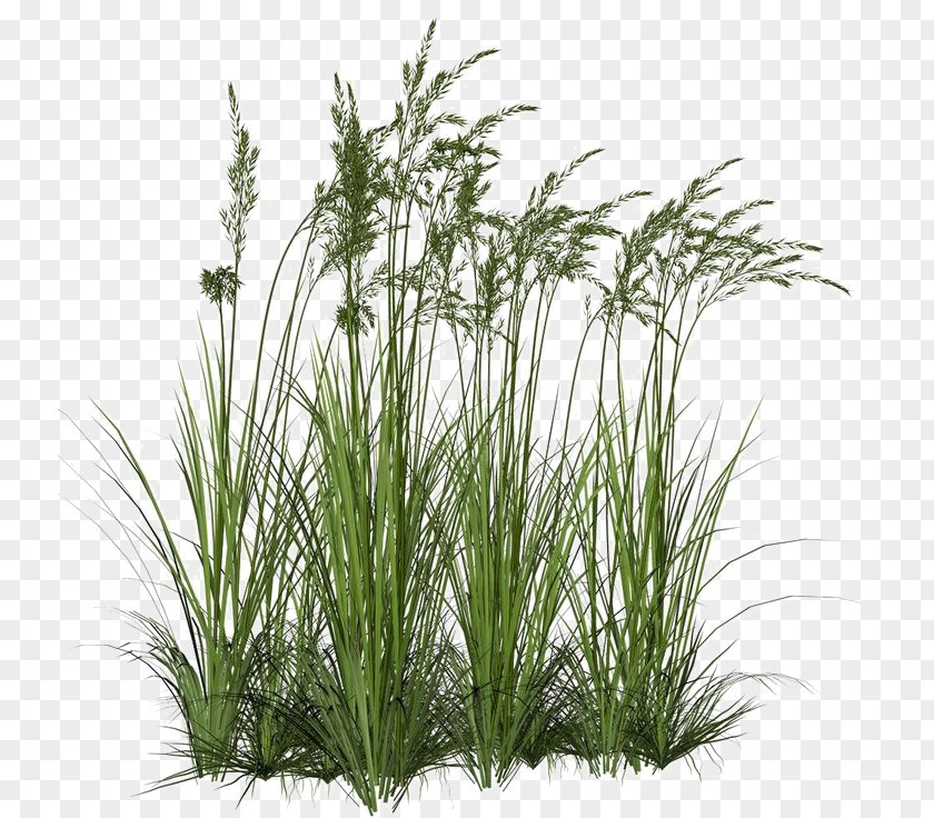 Plants Aquatic Clip Art Grasses PNG