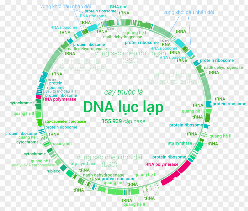Plastome Chloroplast Genome DNA Nuclear Gene PNG