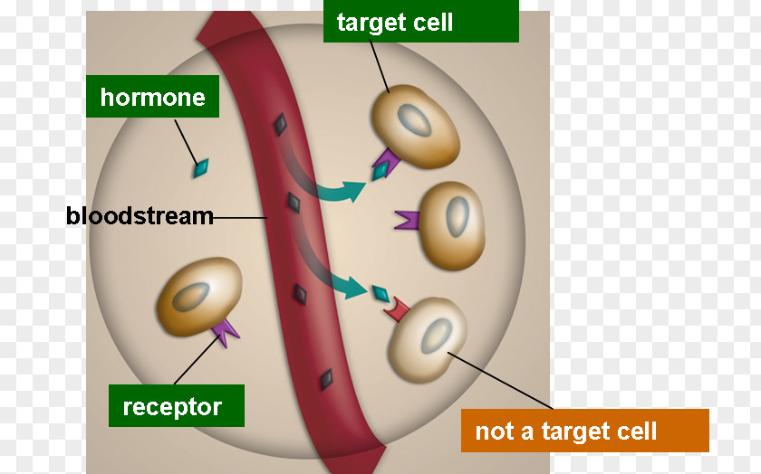 Blood Endocrine Gland Hormone Receptor System PNG