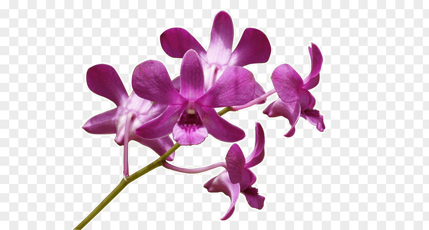 Orchide Wall Decal Cattleya Orchids Violet Plant PNG