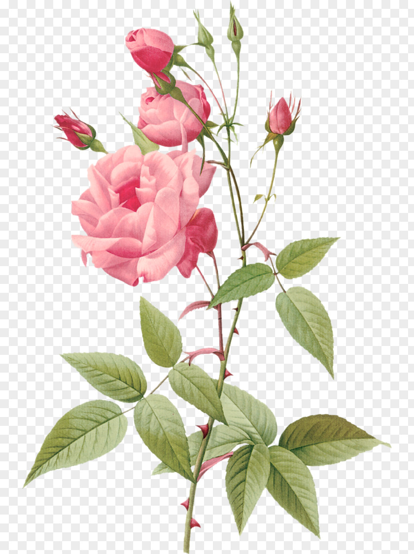 Rose Hybrid Tea Botanical Illustration Botany Flower PNG