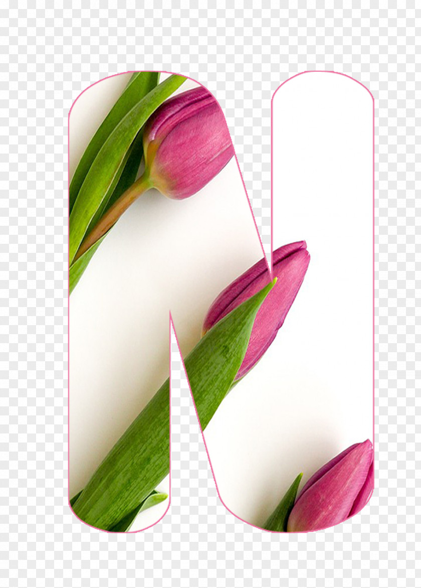Tulip Still Life Photography Plant Stem PNG