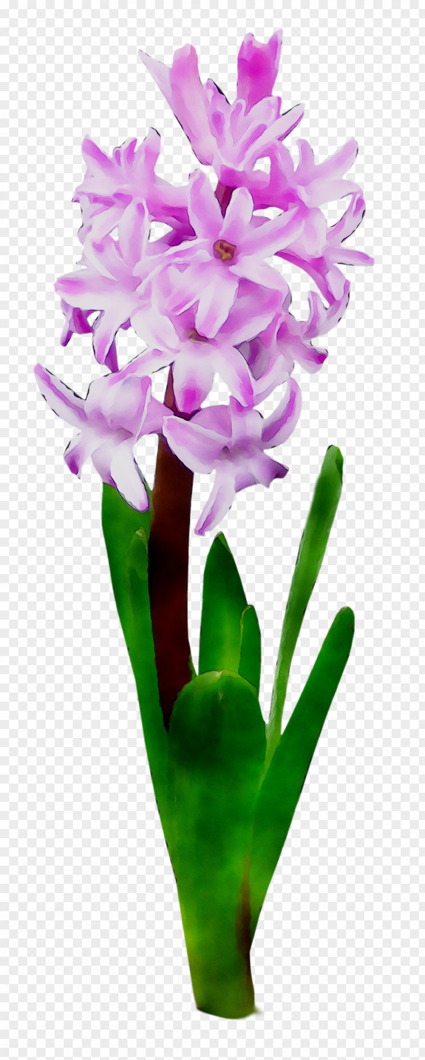 Cattleya Orchids Cut Flowers Floral Design Plant Stem PNG