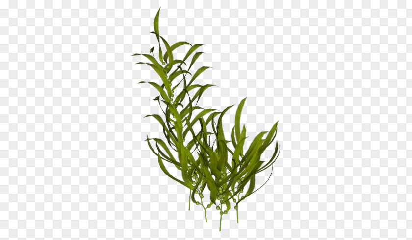 Plant Algae Seaweed Aquatic Plants PNG