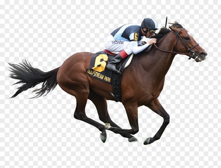 Stallion Horse Racing Thoroughbred Calumet Farm Jockey PNG