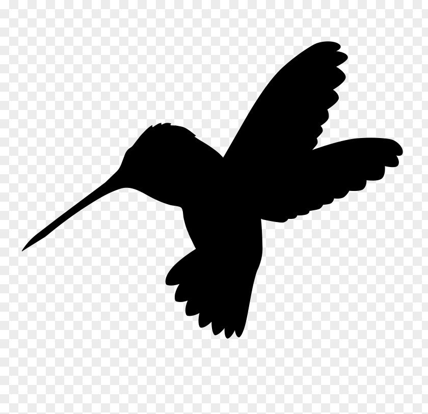 Tail Blackandwhite Bird Logo PNG