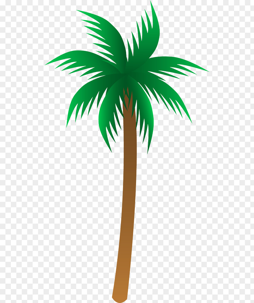 Arecaceae Drawing Clip Art PNG