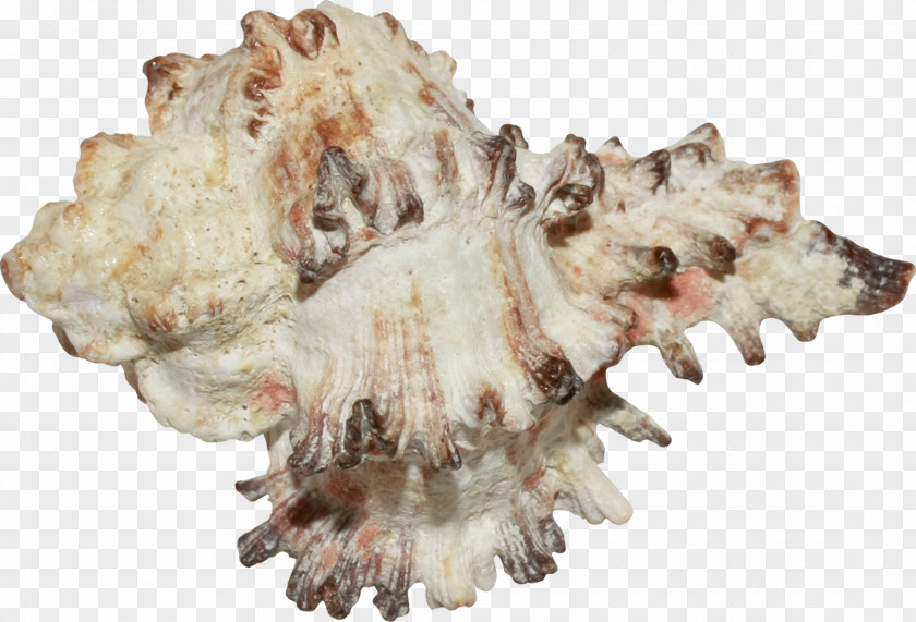 Creative Brown Conch Seashell Conchology Jaw PNG