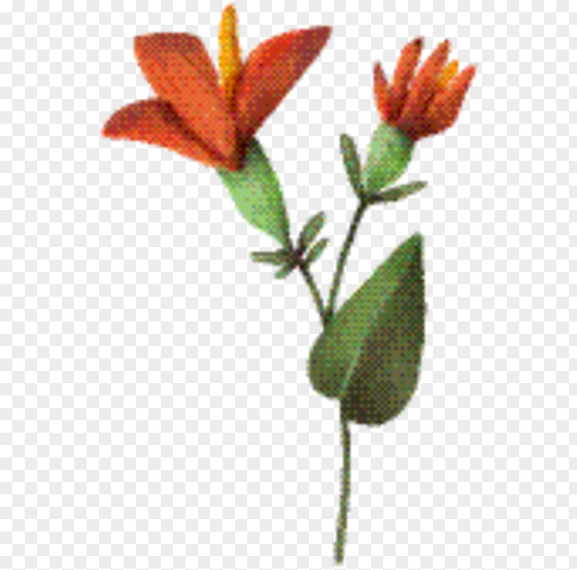 Gesneriad Family Pedicel Flower Stem PNG
