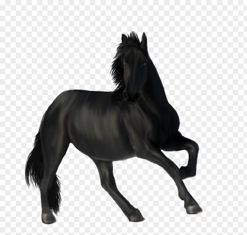 Mustang Mane Stallion Pony Mare PNG