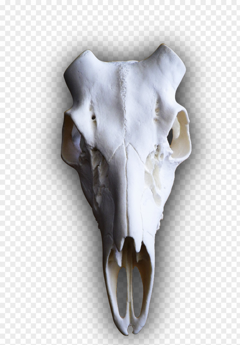 Skull Rack White-tailed Deer Elk Mounts PNG