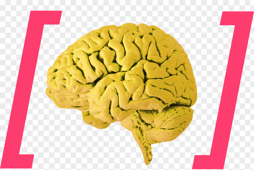 Brain Human Stimulation Damage PNG
