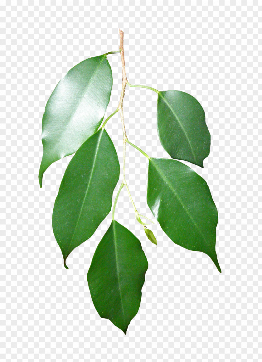 Branch Leaf Plant Raster Graphics Clip Art PNG