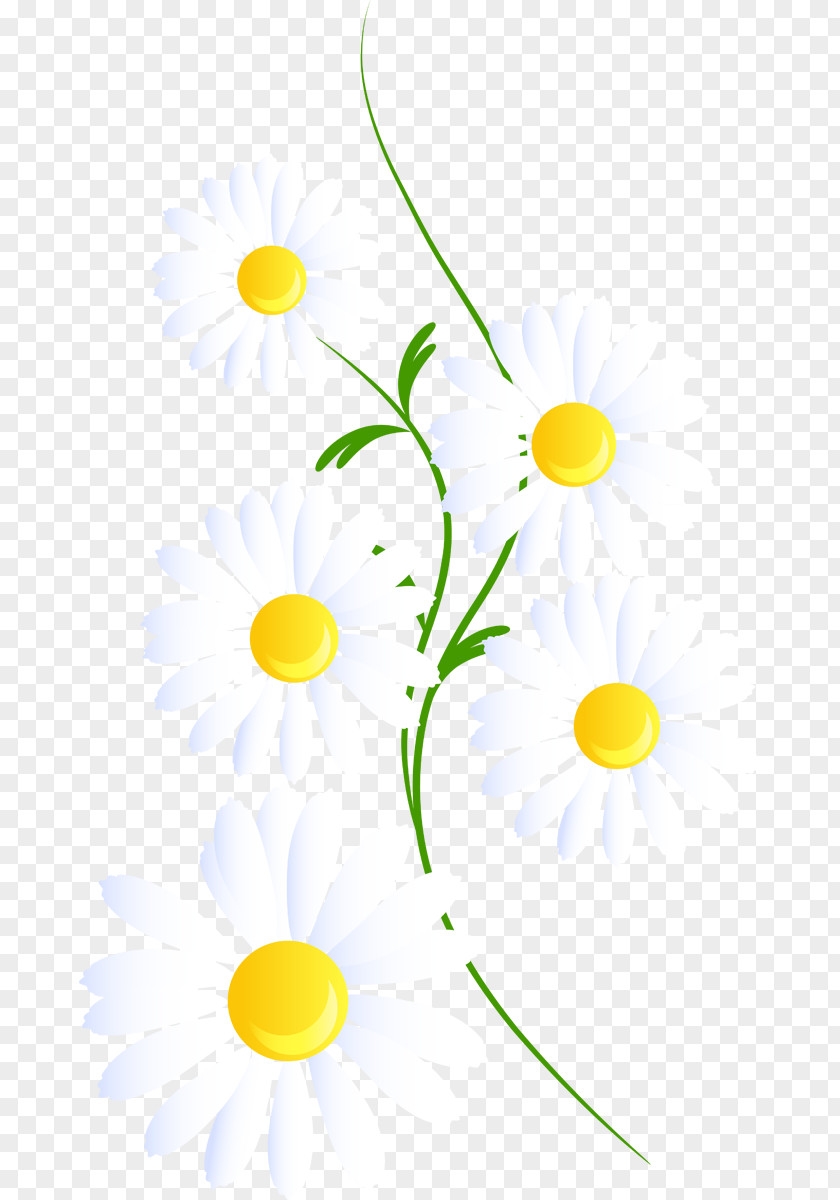 Camomille Streamer Clip Art Common Daisy Borders And Frames Desktop Wallpaper PNG