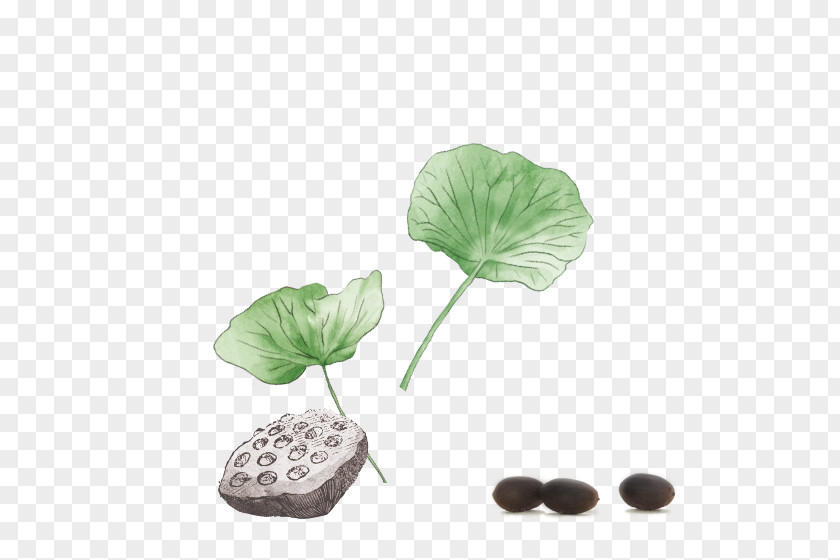 Nelumbo Nucifera Lotus Seed Leaf PNG