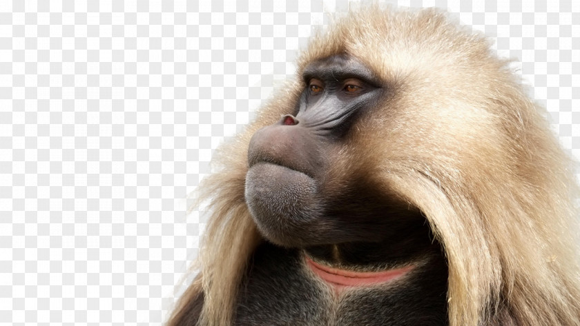 Babbon Transparency And Translucency Semien Mountains Macaque Simien National Park Gelada Baboons PNG