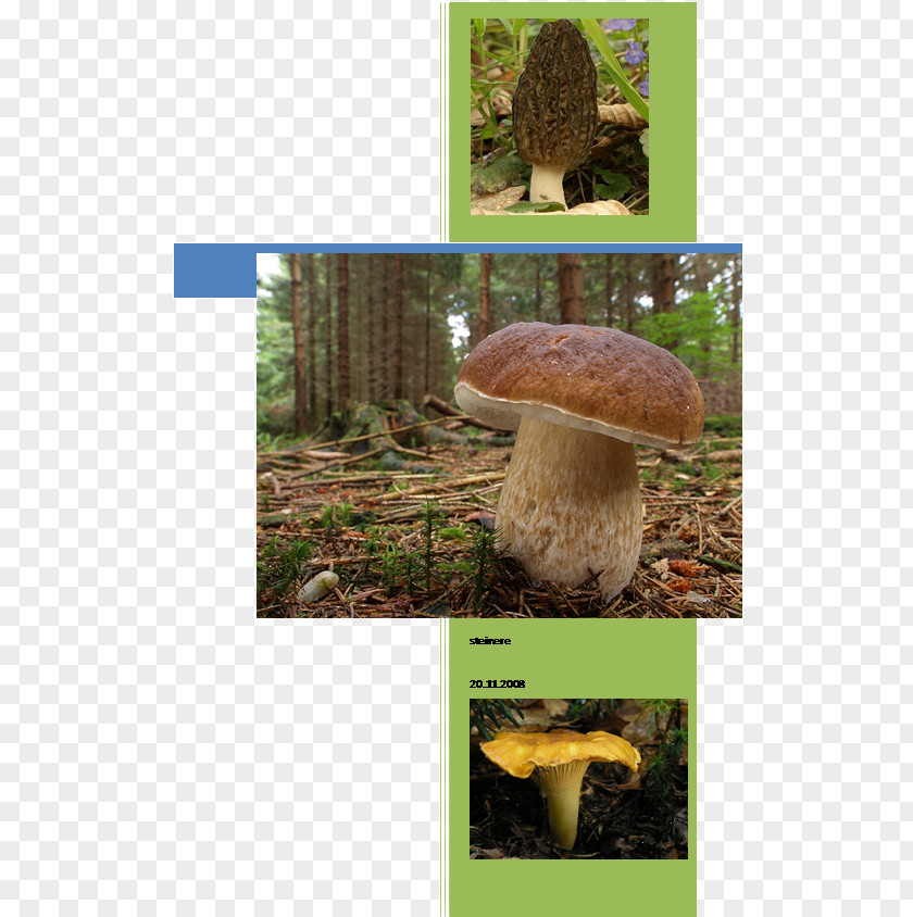 Fungi Fungus Edible Mushroom Pleurotus Eryngii Matsutake PNG